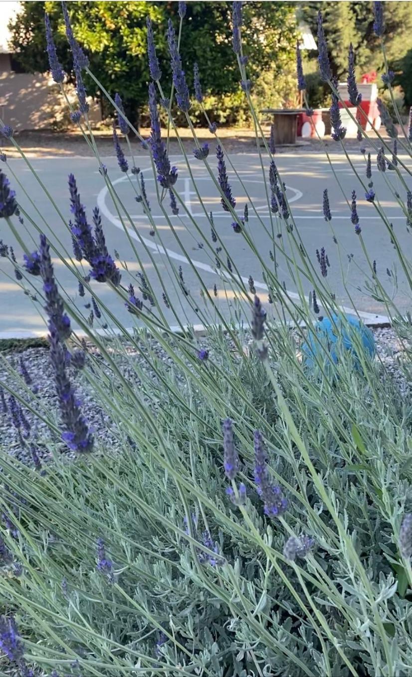 Lavender Farm House Nafpaktos Dış mekan fotoğraf