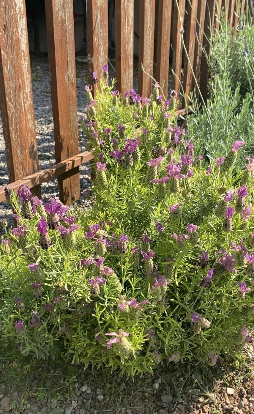 Lavender Farm House Nafpaktos Dış mekan fotoğraf